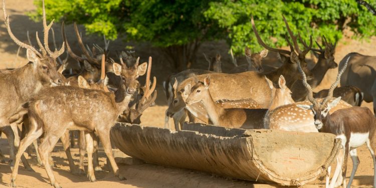 Propriedade no Ceará abriga 104 animais exóticos da África e da Índia