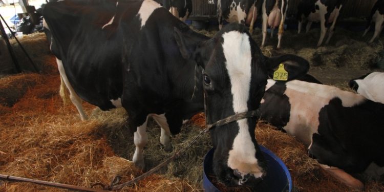 Crato promove feira de animais semanalmente a partir de dezembro