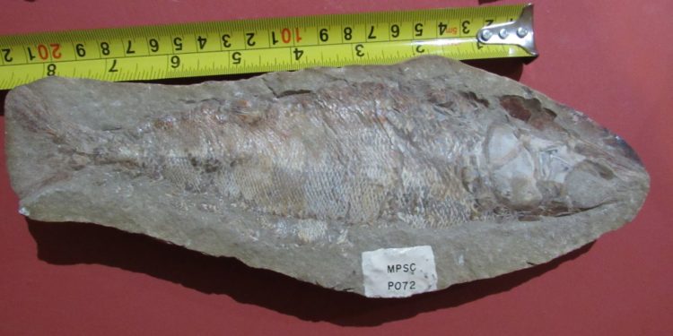 Urca laça programa para combater o tráfico de fósseis