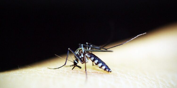 Casos de dengue dobram em menos de dois meses no Crato