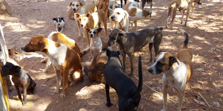 ‘Abandono de animais triplicou durante a pandemia’, diz ativista