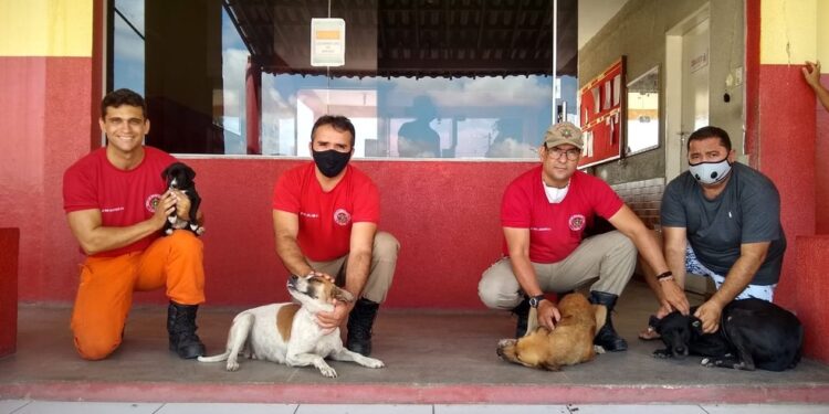 Bombeiros resgatam e adotam cadela abandonada em Iguatu
