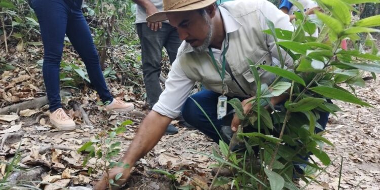 Barbalha: Dia da Árvore é comemorado com plantio de mudas e trilha ecológica no Riacho do Meio